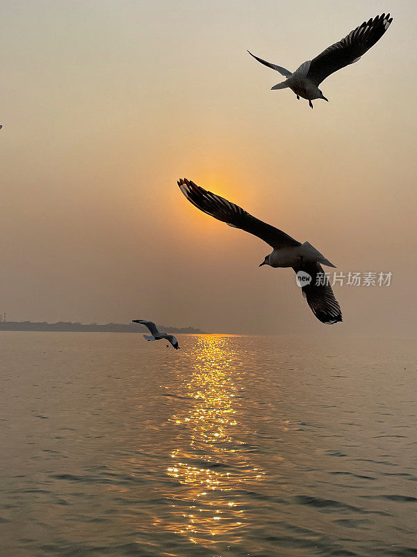 三只细长喙鸥(chicocephalus genei)在日落的天空中飞过海浪的特写图像，夕阳带着橙色的光环在印度洋上空飞行，重点在前景